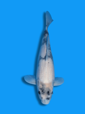 Shiro Utsuri  | Koi&Co.